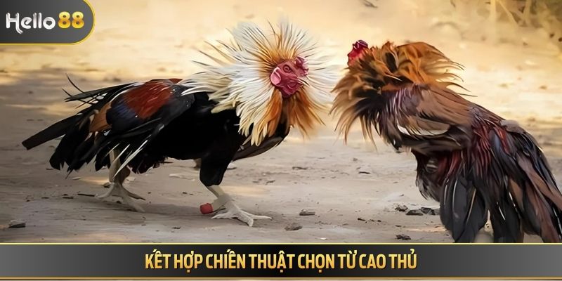 Kết hợp chiến thuật chọn từ cao thủ