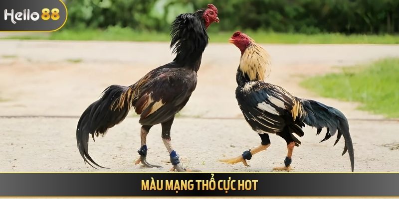 Màu mạng Thổ cực hot