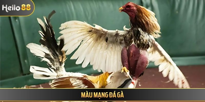 Màu mạng đá gà