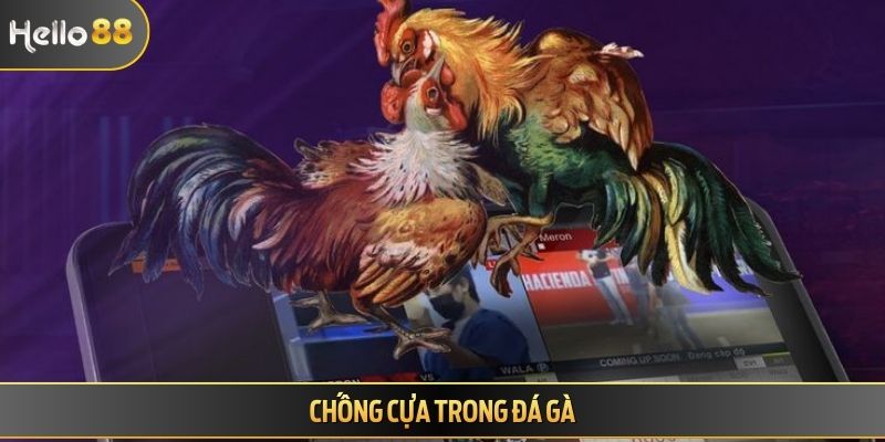 Chống cựa trong đá gà