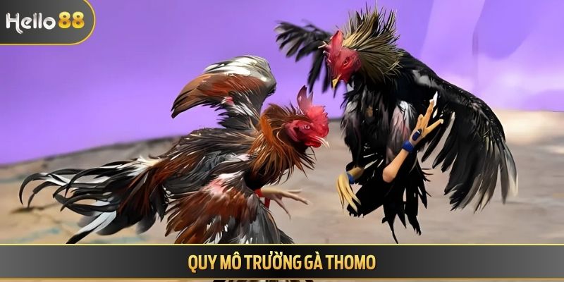 Quy mô trường gà Thomo