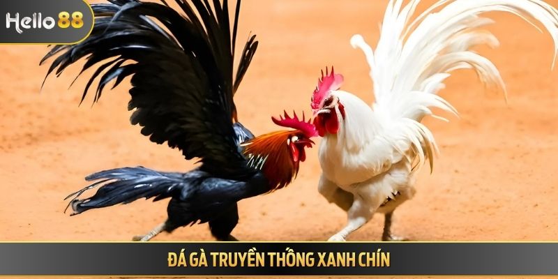 Đá gà truyền thống xanh chín